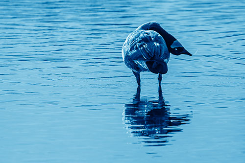 Neck Contorting Canadian Goose Grooming Among Shallow Water (Blue Shade)