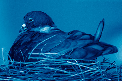 Nesting Pigeon Keeping Watch (Blue Shade Photo)