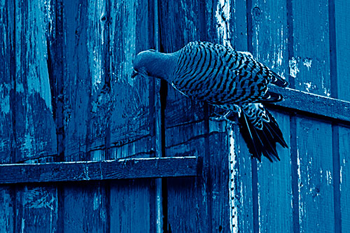 Northern Flicker Woodpecker Climbing Across Birdhouse (Blue Shade Photo)