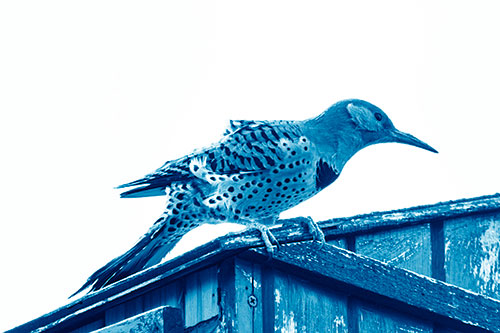 Northern Flicker Woodpecker Crouching Atop Birdhouse (Blue Shade)