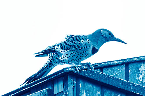 Northern Flicker Woodpecker Crouching Atop Birdhouse (Blue Shade Photo)