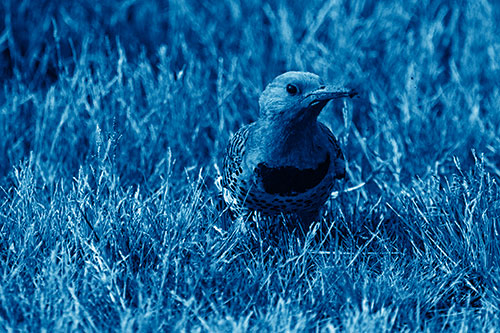 Northern Flicker Woodpecker Digging Up Dirt (Blue Shade)
