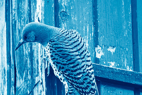 Northern Flicker Woodpecker Peeking Around Birdhouse (Blue Shade Photo)