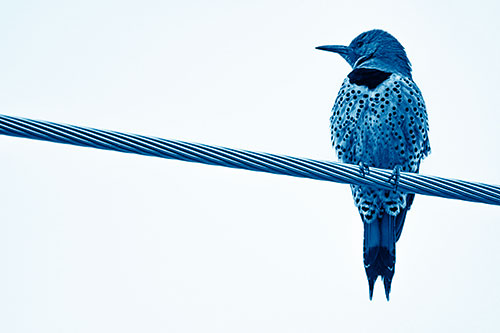 Northern Flicker Woodpecker Perched Atop Steel Wire (Blue Shade Photo)