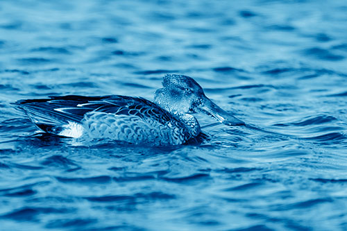 Northern Shoveler Duck Enjoying Lake Swim (Blue Shade Photo)