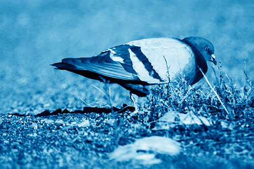 Observant Pigeon Scouring Among Dead Plants (Blue Shade)
