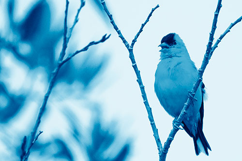 Open Mouthed American Goldfinch Standing On Tree Branch (Blue Shade Photo)