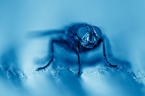 Open Mouthed Cluster Fly Shocked With Fear (Blue Shade)