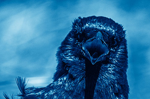 Open Mouthed Crow Screaming Among Wind (Blue Shade Photo)