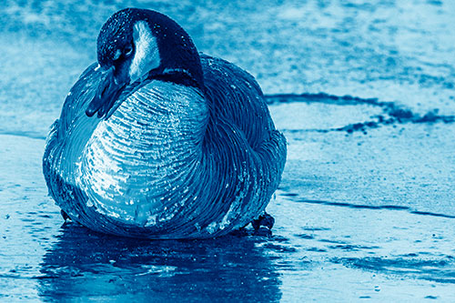 Open Mouthed Goose Laying Atop Ice Frozen River (Blue Shade)
