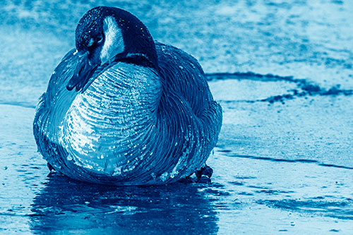 Open Mouthed Goose Laying Atop Ice Frozen River (Blue Shade Photo)