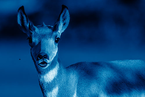 Open Mouthed Pronghorn Gazes In Shock (Blue Shade Photo)