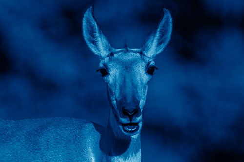 Open Mouthed Pronghorn Spots Intruder (Blue Shade Photo)