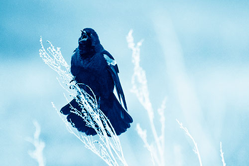 Open Mouthed Red Winged Blackbird Chirping Aggressively (Blue Shade Photo)