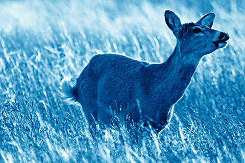 Open Mouthed White Tailed Deer Among Wheatgrass (Blue Shade Photo)