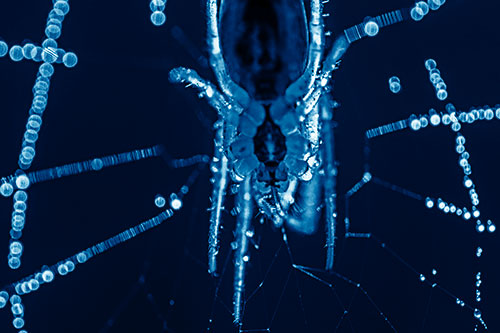 Orb Weaver Spider Dangling Downwards Among Web (Blue Shade Photo)