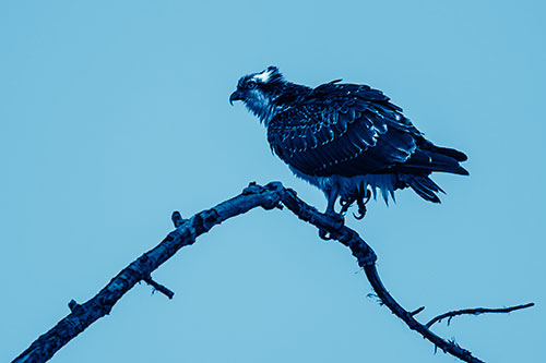 Osprey Hawk Balancing Among Bending Tree Branch (Blue Shade)