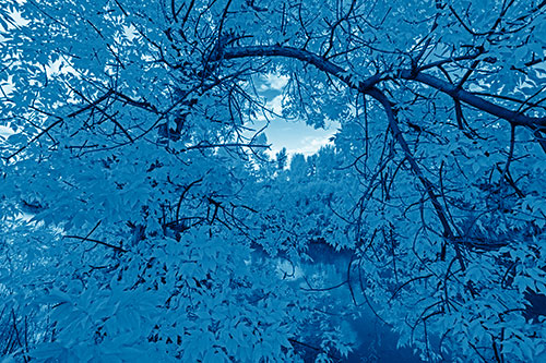 Overlooking River Through Bending Leaf Covered Autumn Tree Branch (Blue Shade)