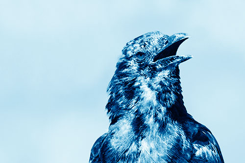 Panting Open Mouthed Crow Cooling Down Among Heat (Blue Shade)
