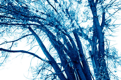 Partially Dead Fall Tree Trunks (Blue Shade Photo)