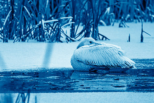 Pelican Resting Atop Ice Frozen Lake (Blue Shade Photo)