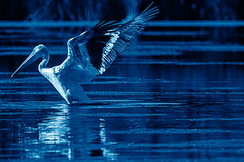 Pelican Takes Flight Off Lake Water (Blue Shade Photo)