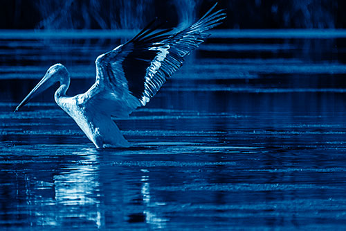 Pelican Takes Flight Off Lake Water (Blue Shade)