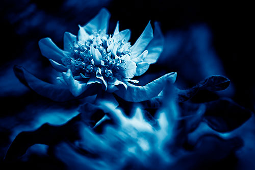 Peony Flower In Motion (Blue Shade Photo)