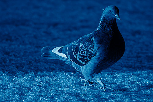 Pigeon Crosses Shadow Covered River Ice (Blue Shade Photo)