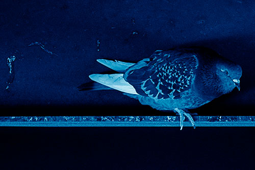 Pigeon Crouching On Steel Beam (Blue Shade Photo)