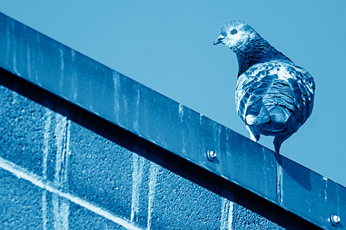 Pigeon Glances Backwards Atop Metal Roof Ledge (Blue Shade)