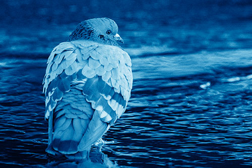 Pigeon Glancing Backwards Among River Water (Blue Shade)