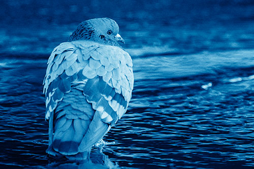 Pigeon Glancing Backwards Among River Water (Blue Shade Photo)