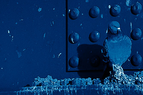 Pigeon Keeping Watch Among Dirty Bridge Steel (Blue Shade)
