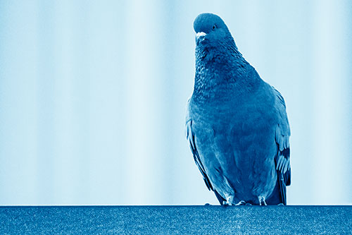 Pigeon Keeping Watch Atop Metal Roof Ledge (Blue Shade Photo)