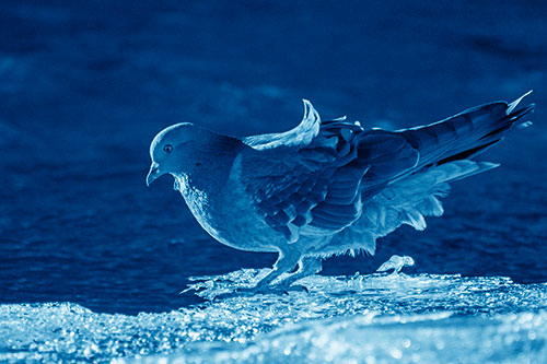 Pigeon Peeking Over Frozen River Ice Edge (Blue Shade Photo)