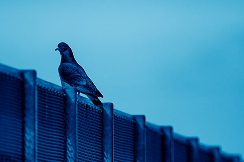 Pigeon Standing Atop Steel Guardrail (Blue Shade Photo)