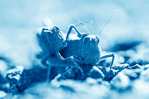 Piggybacking Grasshopper Goes For Ride (Blue Shade Photo)