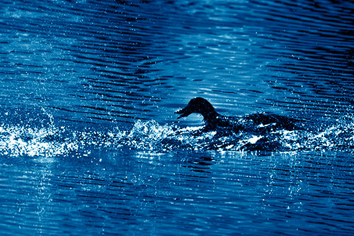 Playful Mallard Duck Gets Splashed Among Lake Horizon (Blue Shade)