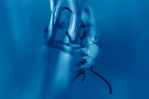 Pollen Faced Blister Beetle Hangs Onto Plant Stem (Blue Shade)