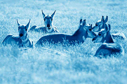 Pronghorn Herd Rest Among Grass (Blue Shade Photo)