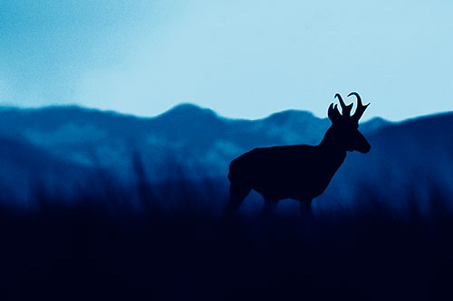 Pronghorn Silhouette Across Mountain Range (Blue Shade Photo)