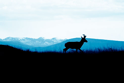 Pronghorn Silhouette On The Prowl (Blue Shade Photo)