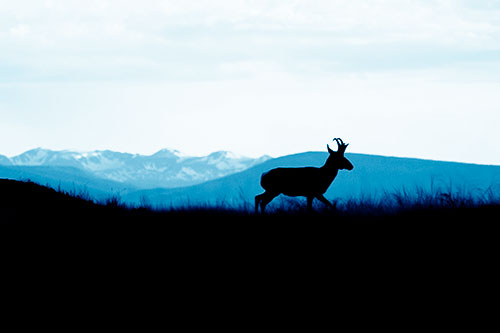 Pronghorn Silhouette On The Prowl (Blue Shade)