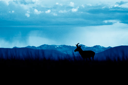 Pronghorn Silhouette Overtakes Stormy Mountain Range (Blue Shade)