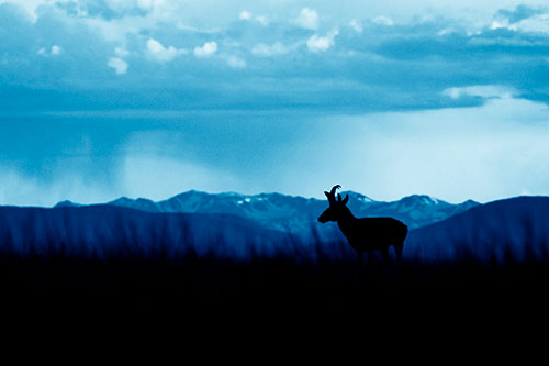 Pronghorn Silhouette Overtakes Stormy Mountain Range (Blue Shade Photo)