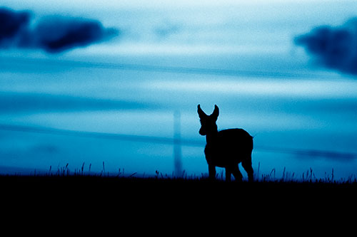 Pronghorn Silhouette Watches Sunset Atop Grassy Hill (Blue Shade Photo)
