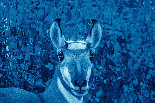 Pronghorn Snacking Among Autumn Leaves (Blue Shade)
