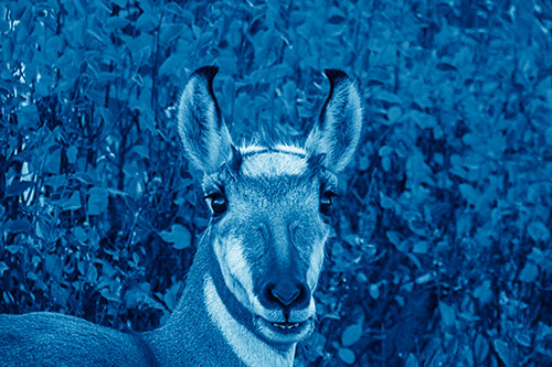 Pronghorn Snacking Among Autumn Leaves (Blue Shade Photo)