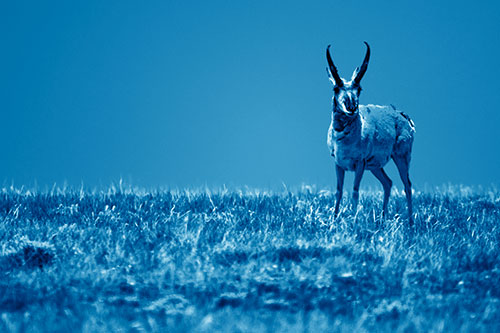 Pronghorn Standing Along Grassy Horizon (Blue Shade Photo)